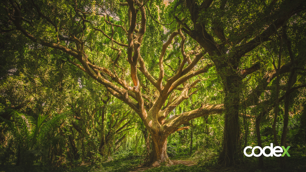 Árvore grande com inúmeros galhos e folhas em uma floresta.